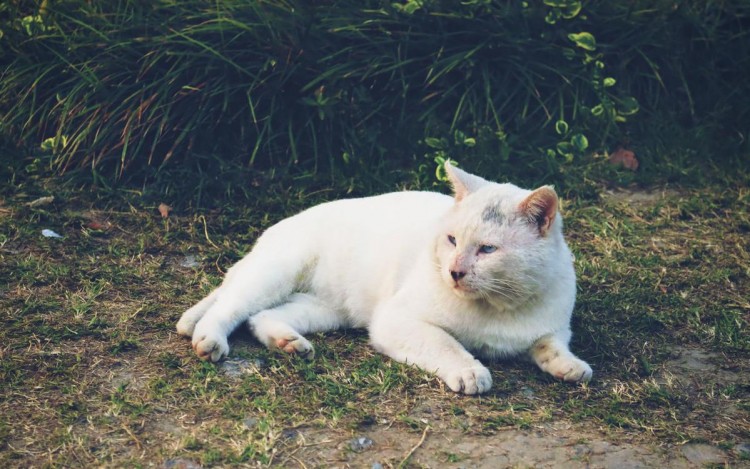 北大的流浪猫都有学籍猫咪之间的三角恋都被写得清清楚楚