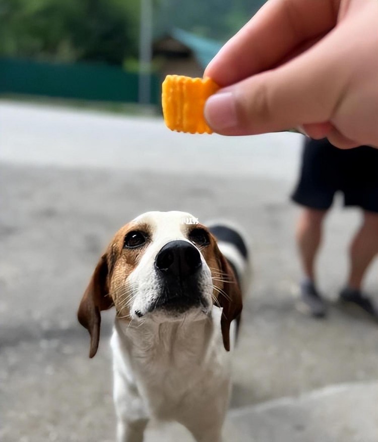 狗狗不会说话但有这几种表现是在偷偷爱着你