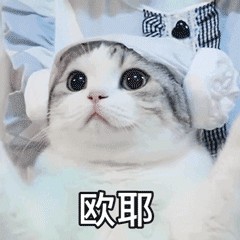 猫咪一生有6大心愿你满足了几个