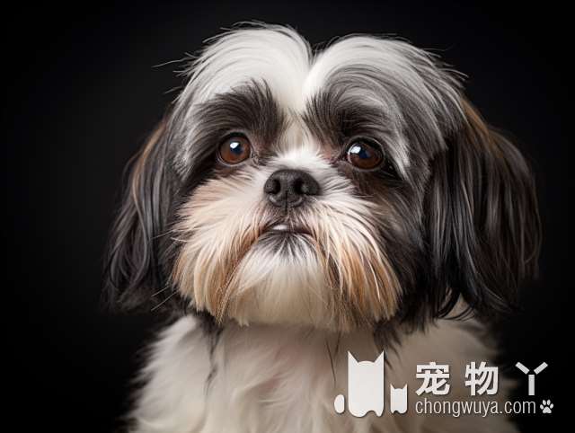 为何越来越多的人养马犬？这几个优点，很难不爱